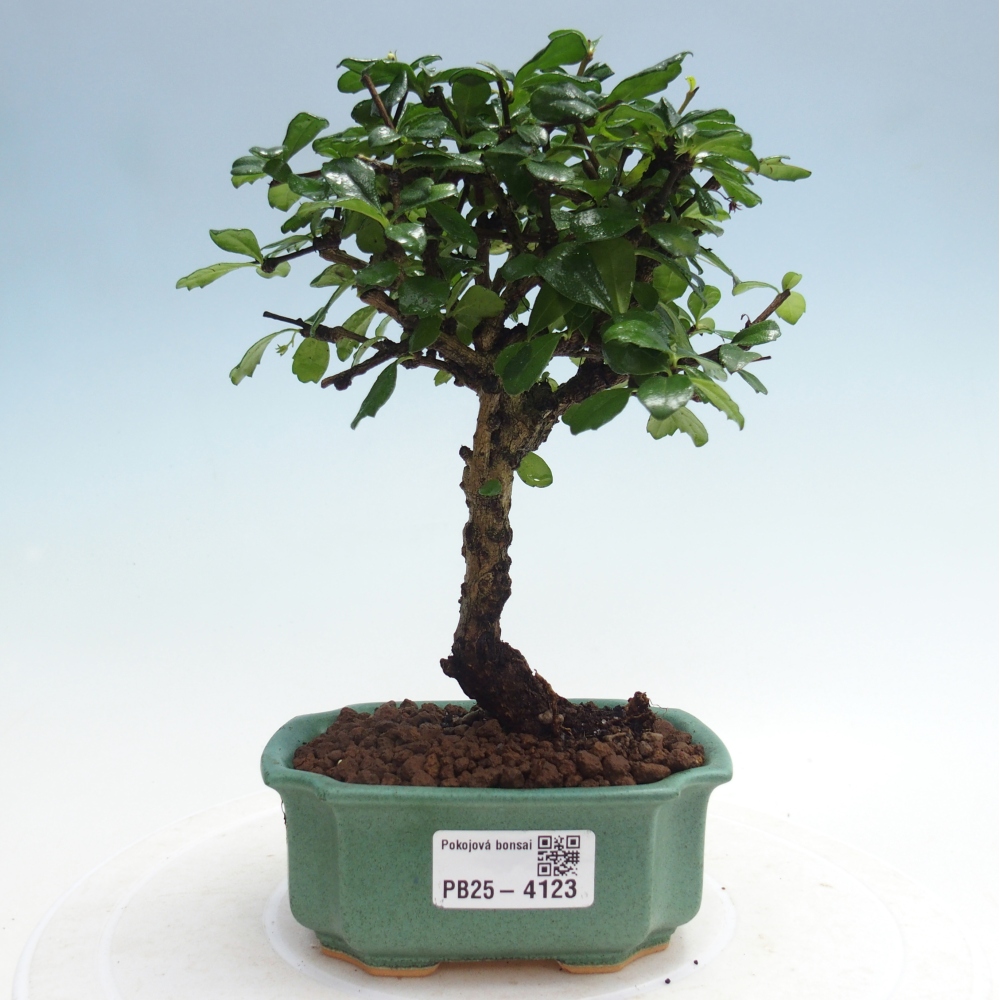 Room bonsai - Carmona macrophylla - Tea fuki