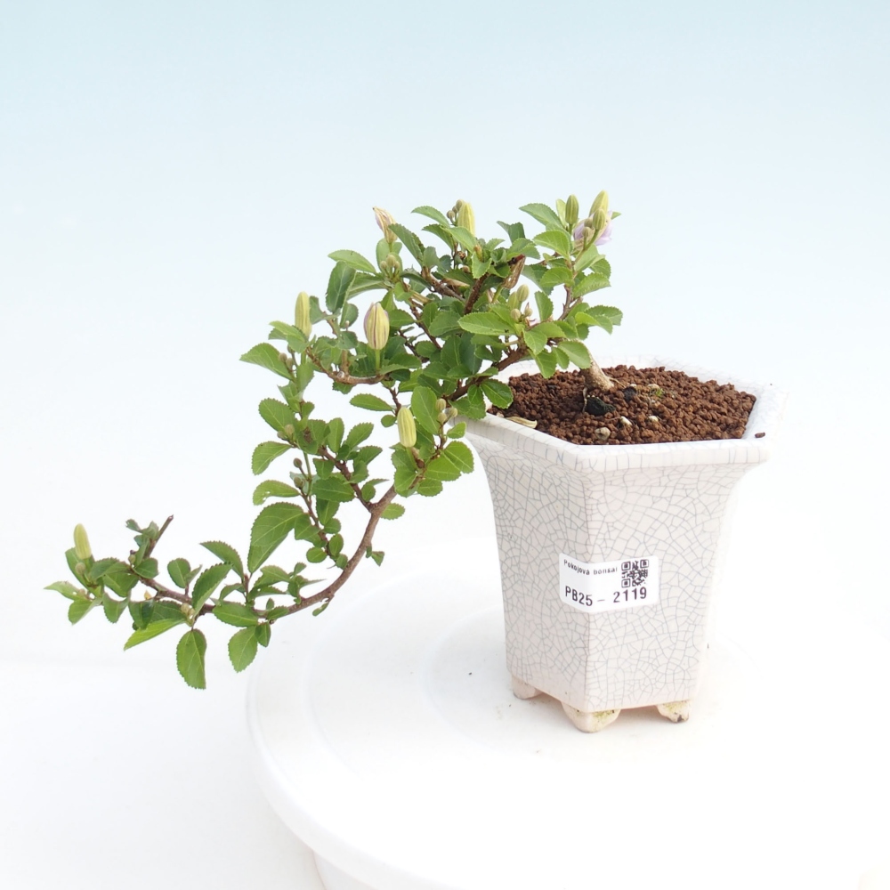 Indoor bonsai - Grewia occidentalis - Lavender star
