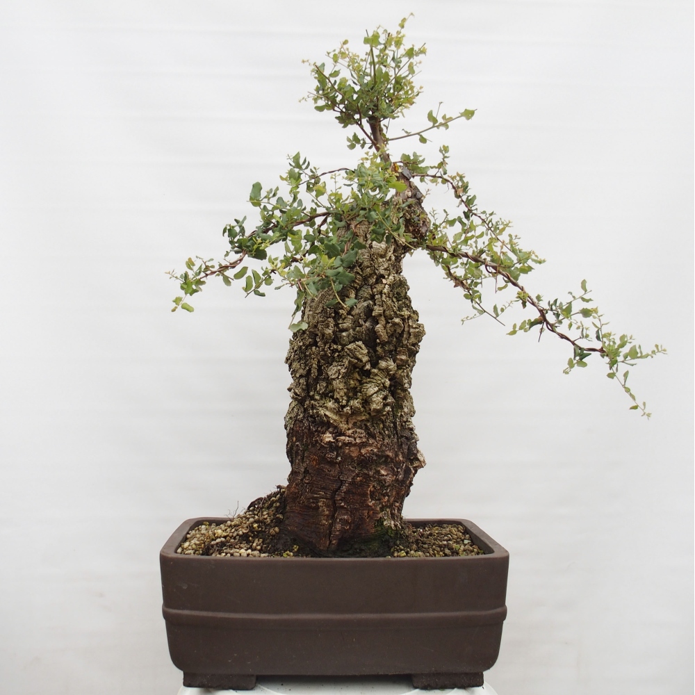 outdoor bonsai Quercus suber - Cork Oak