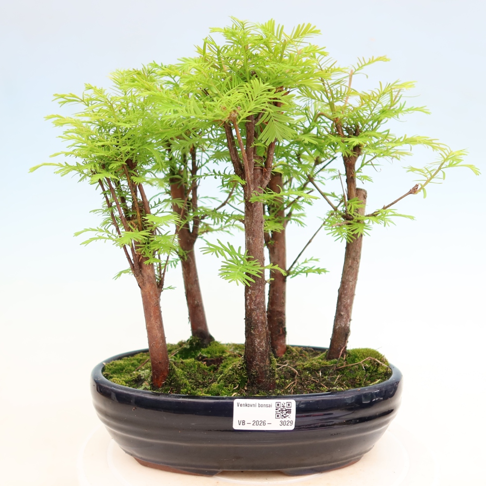 Outdoor Bonsai - Metasequoia glyptostroboides - Chinese Metasequoia - Grove
