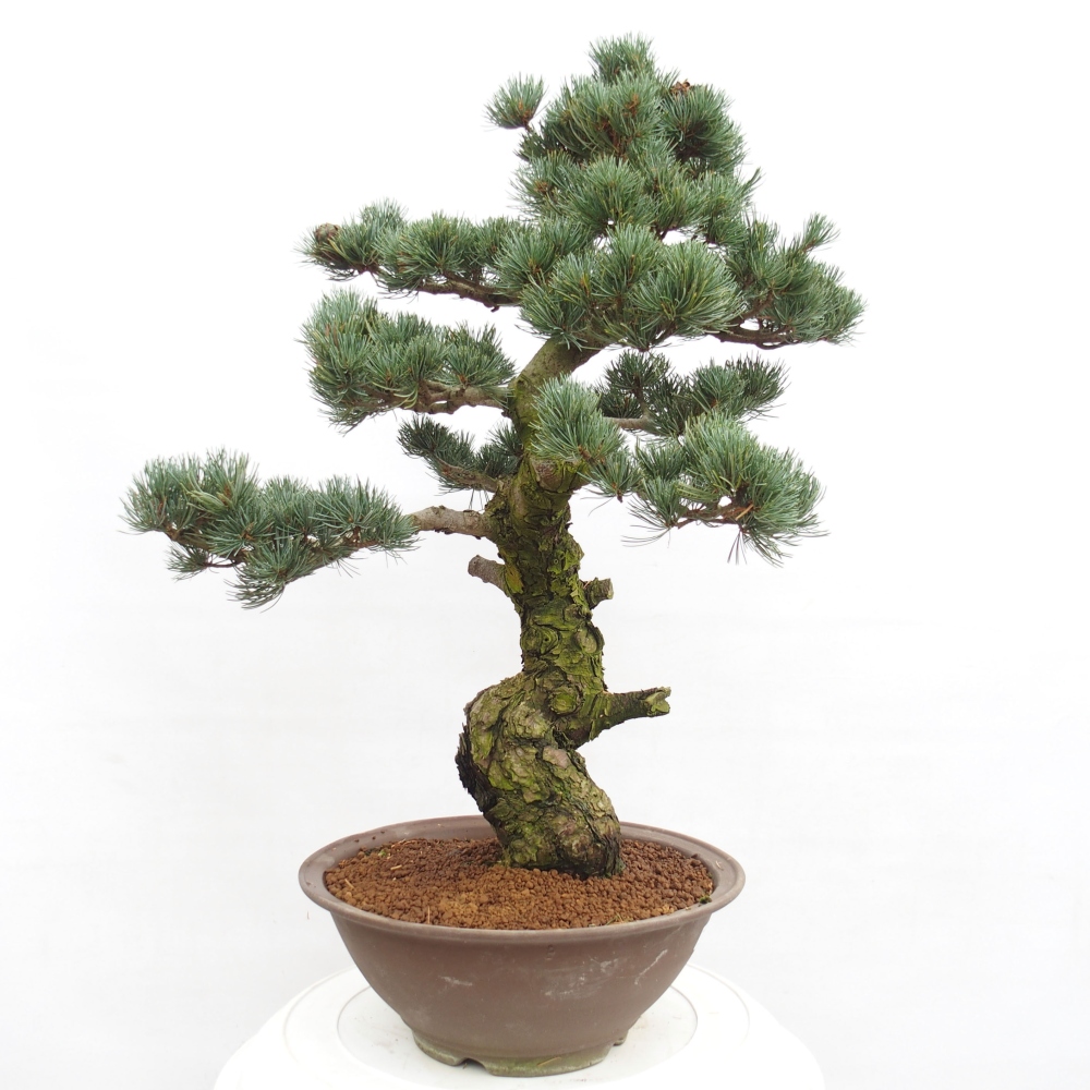 Outdoor bonsai - Pinus parviflora - Small pine tree