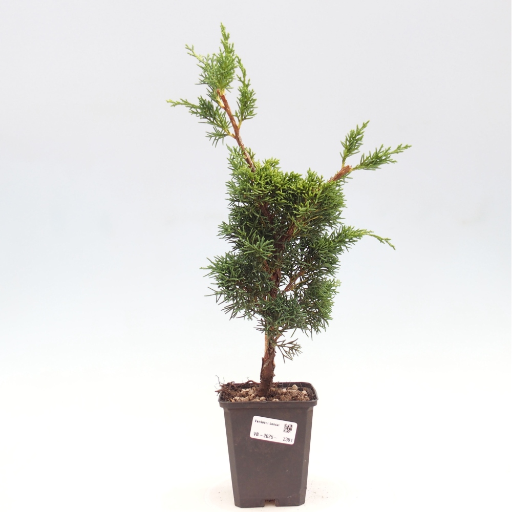 Outdoor bonsai - Juniperus chinensis Kishu - Chinese juniper