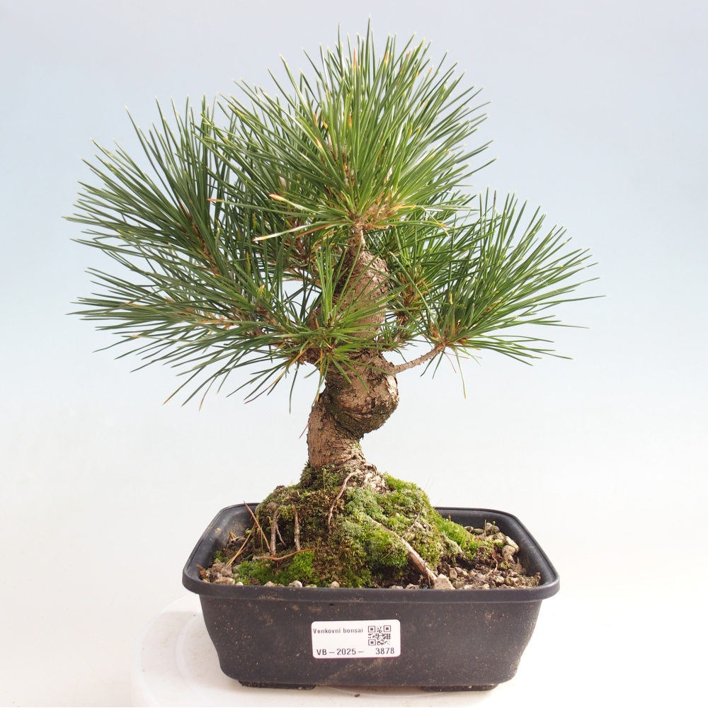 Outdoor bonsai - Pinus thunbergii - Thunberg pine