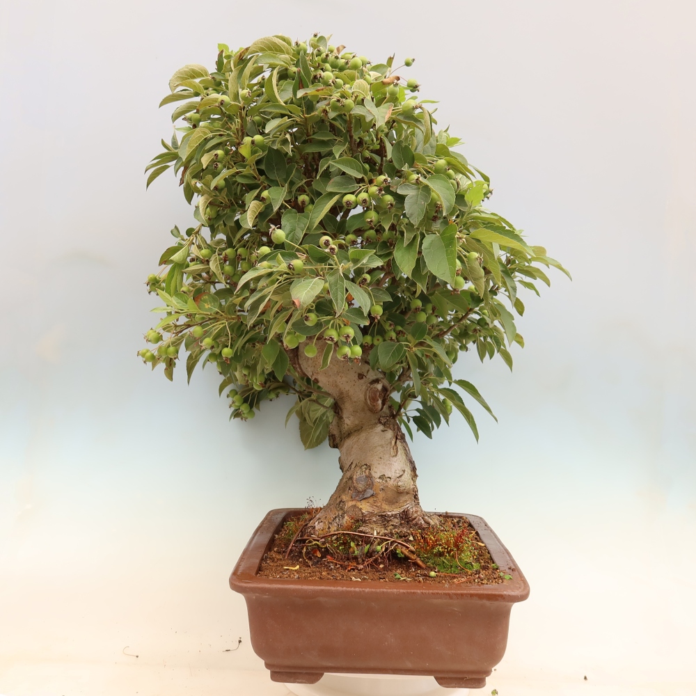 Outdoor bonsai - Malus halliana - Small-fruited apple tree