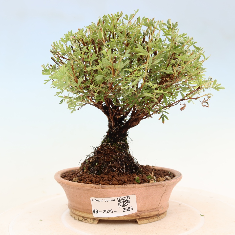 Outdoor Bonsai—Shrubby Cinquefoil (Potentilla fruticosa) 'Goldkissen'