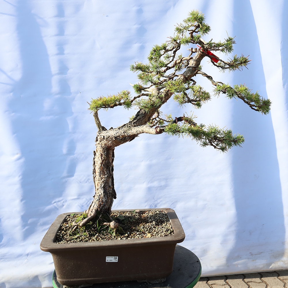 Pinus sylvestris Spain - Scots pine
