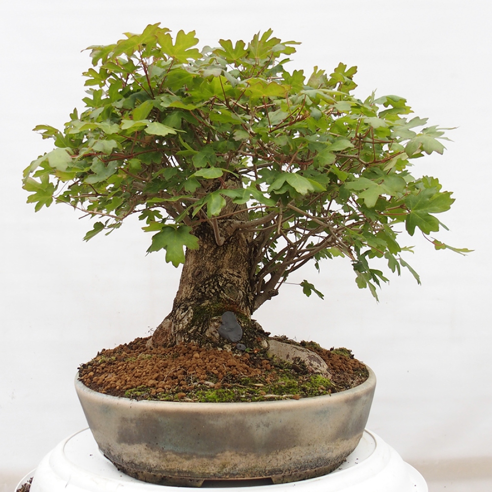 Outdoor bonsai - Baby maple - Acer campestre