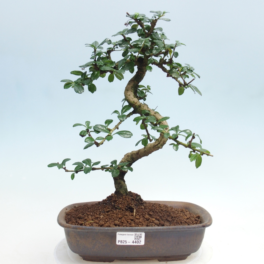 Room bonsai - Carmona macrophylla - Tea fuki