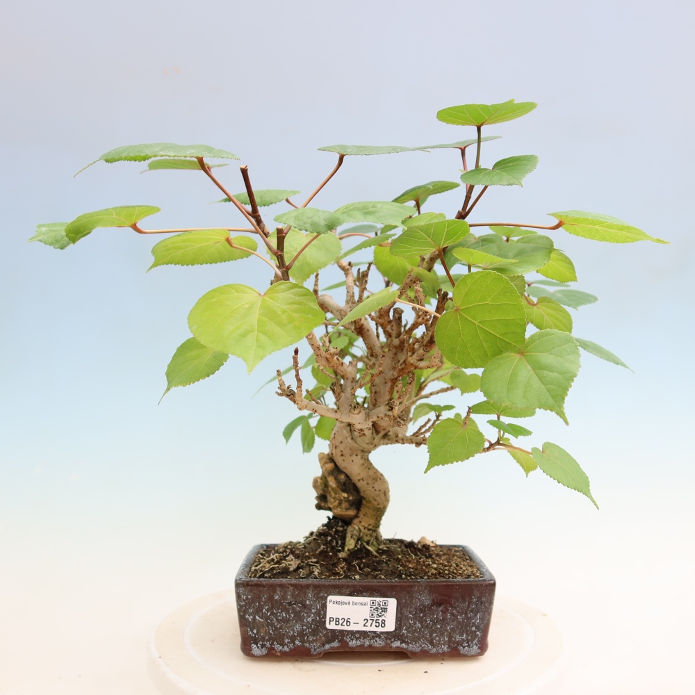 Indoor bonsai - Hibiscus tiliaceus - Sea Hibiscus