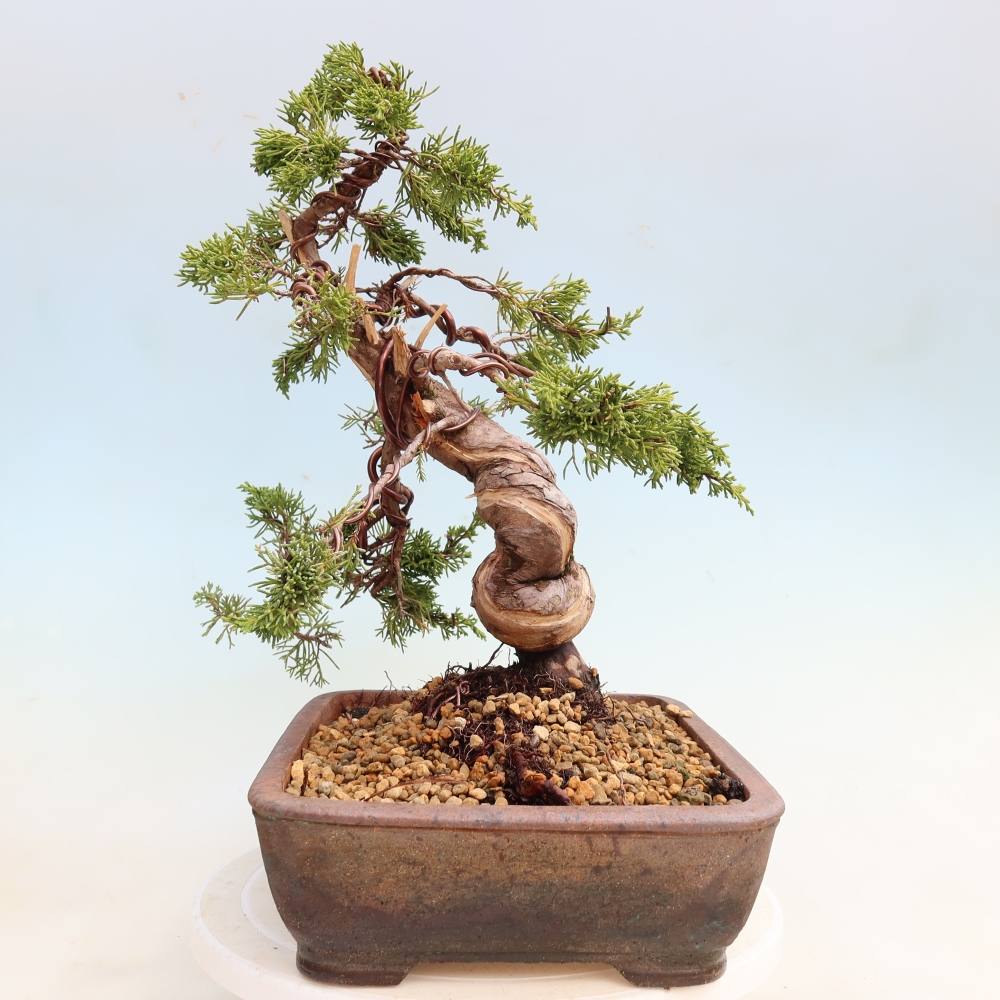 Outdoor Bonsai - Juniperus chinensis Itoigawa - Chinese Juniper