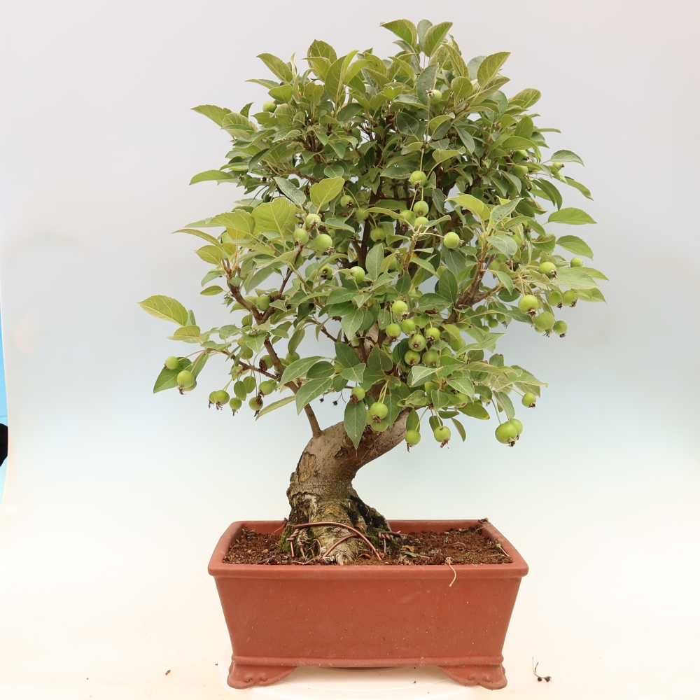 Outdoor bonsai -Malus halliana - Small-fruited apple tree