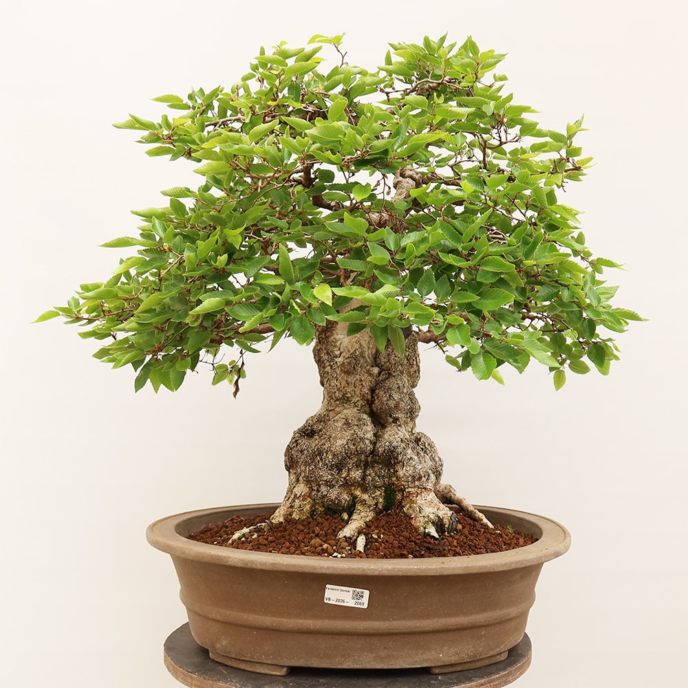 Outdoor bonsai - Carpinus Coreana - Korean hornbeam