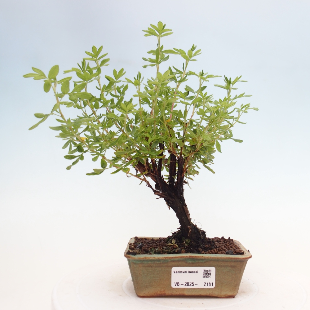 Outdoor bonsai-Cinquefoil - Potentila fruticosa yellow Bird