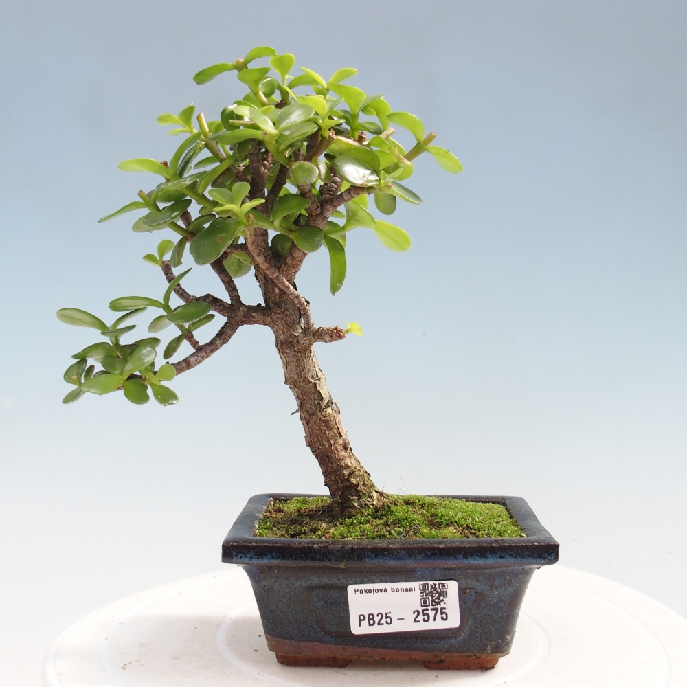 Indoor bonsai - Portulakaria Afra - Tlustice