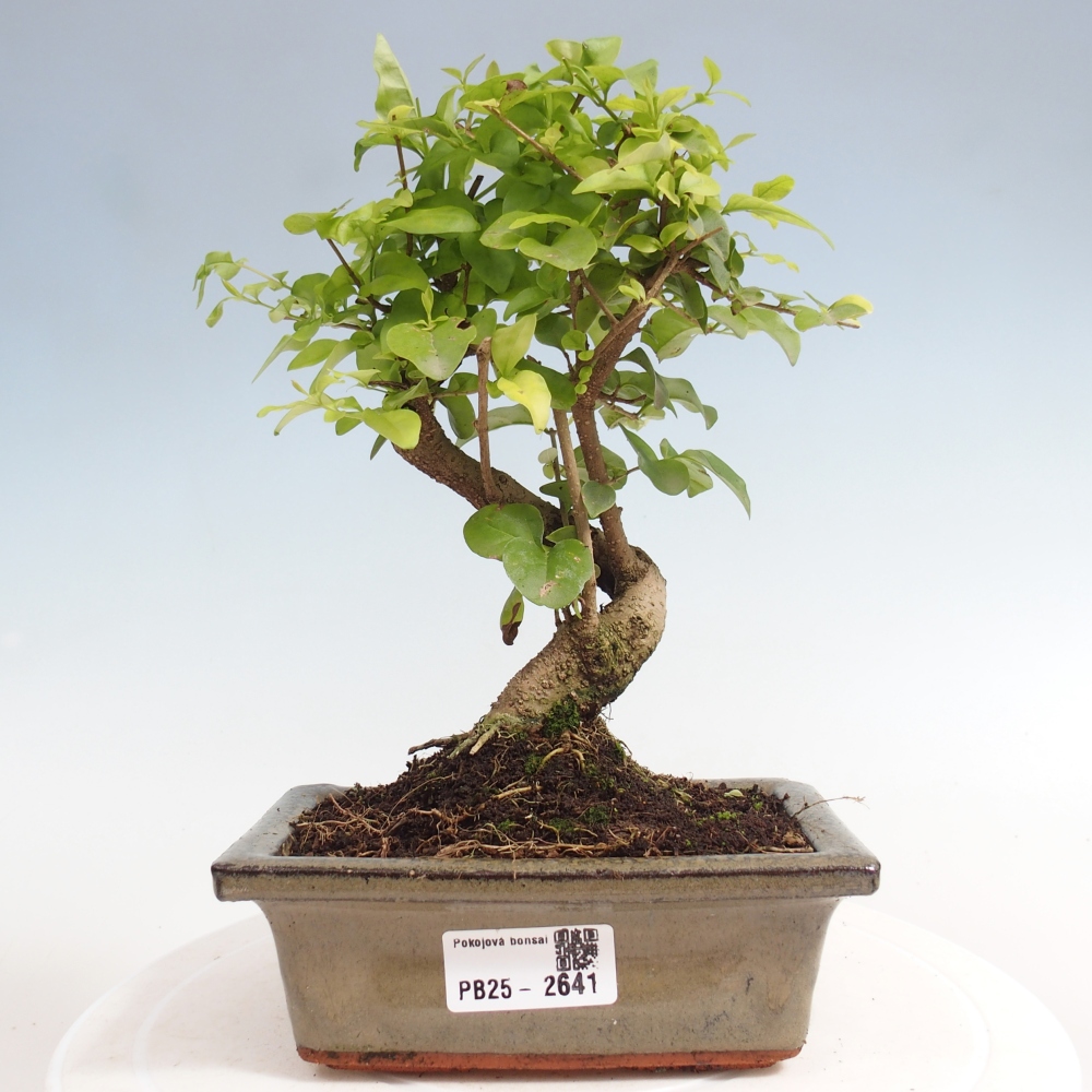 Indoor bonsai - Ligustrum chinensis - Bird's eye view