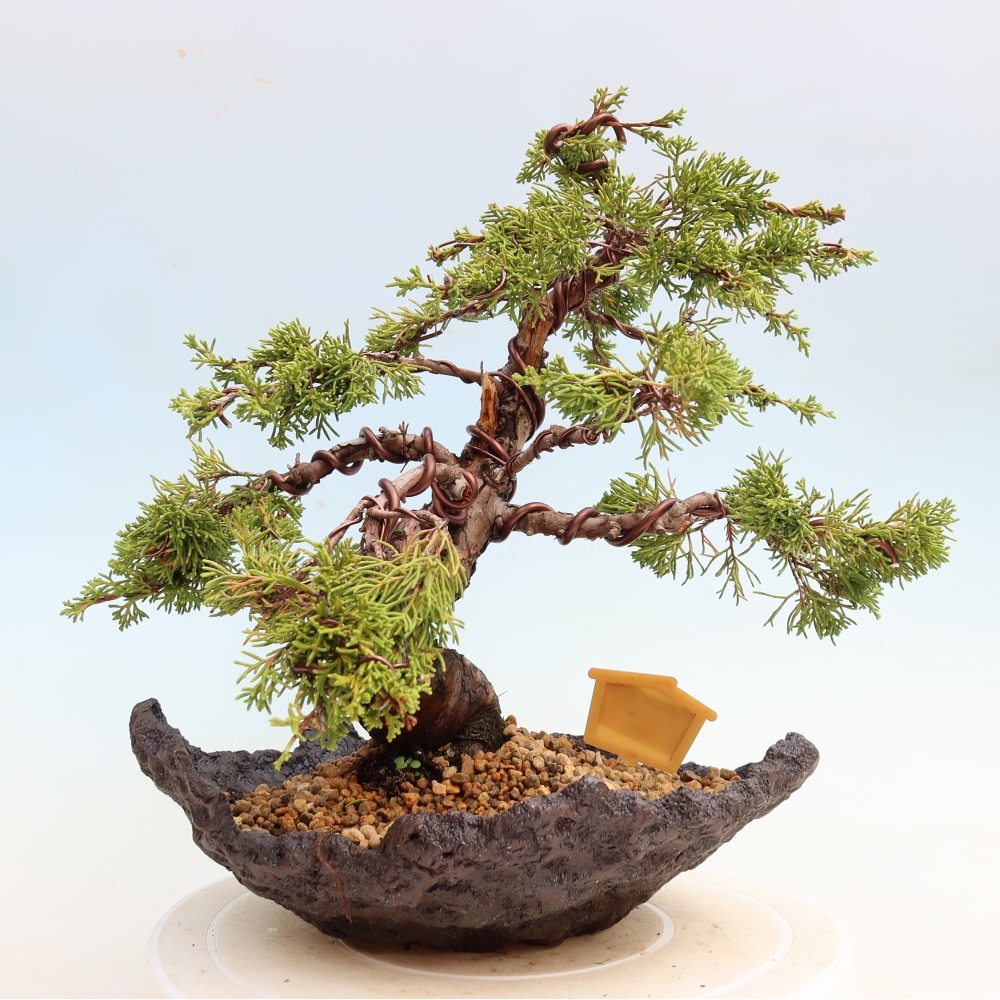 Outdoor Bonsai - Juniperus chinensis Itoigawa - Chinese Juniper