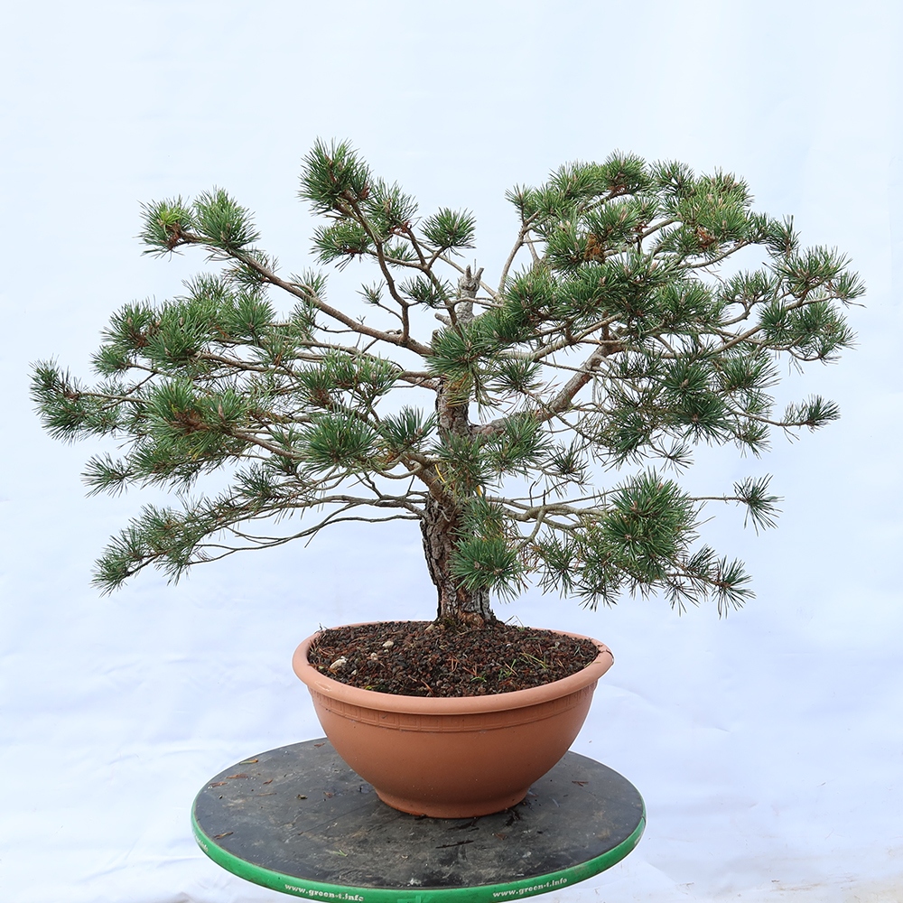 Pinus sylvestris Spain - Scots pine