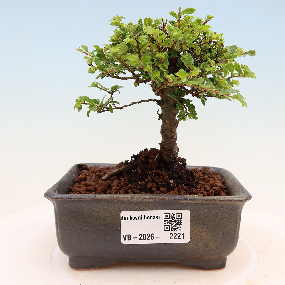 Outdoor Bonsai - Ulmus parvifolia 'Sagei' - Small-leaved Elm