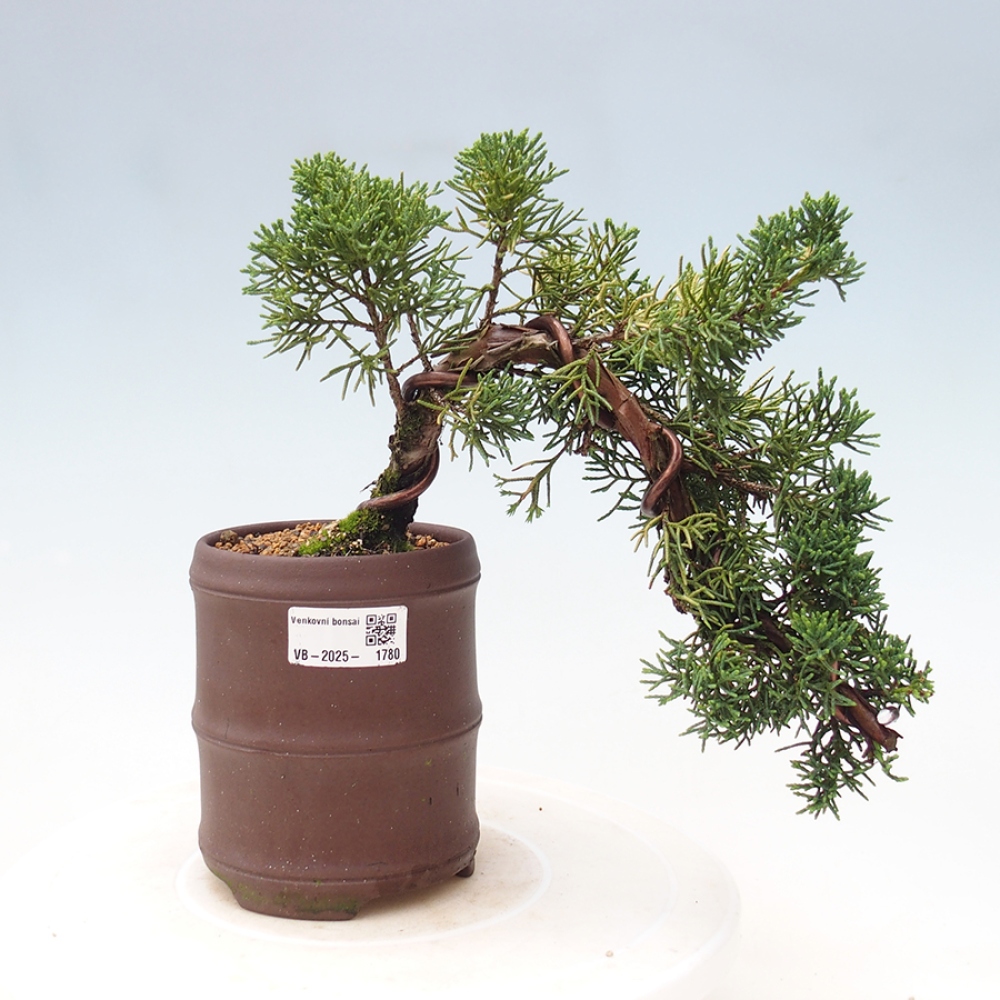Outdoor bonsai - Juniperus chinensis Kishu - Chinese Juniper