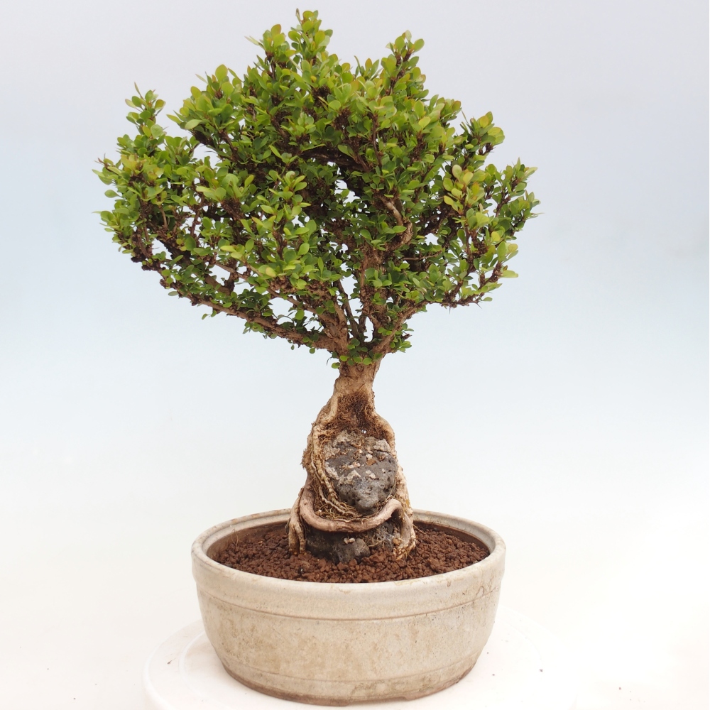 Outdoor bonsai - Berberis coreana
