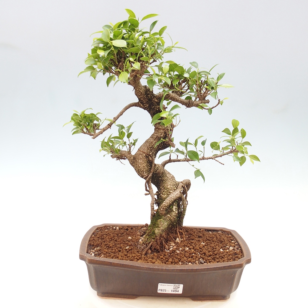 Indoor bonsai - Ficus kimmen - small-leaved ficus