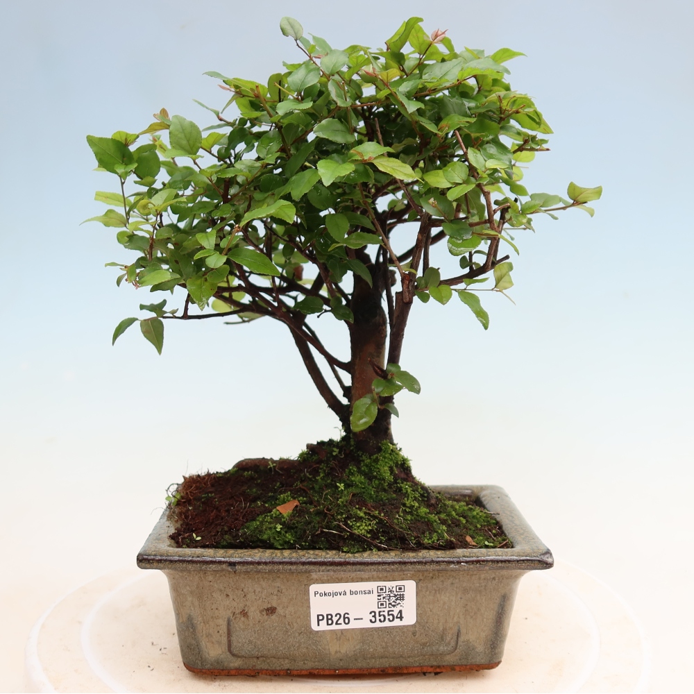 Room bonsai - Sageretia thea - Sageretia thea