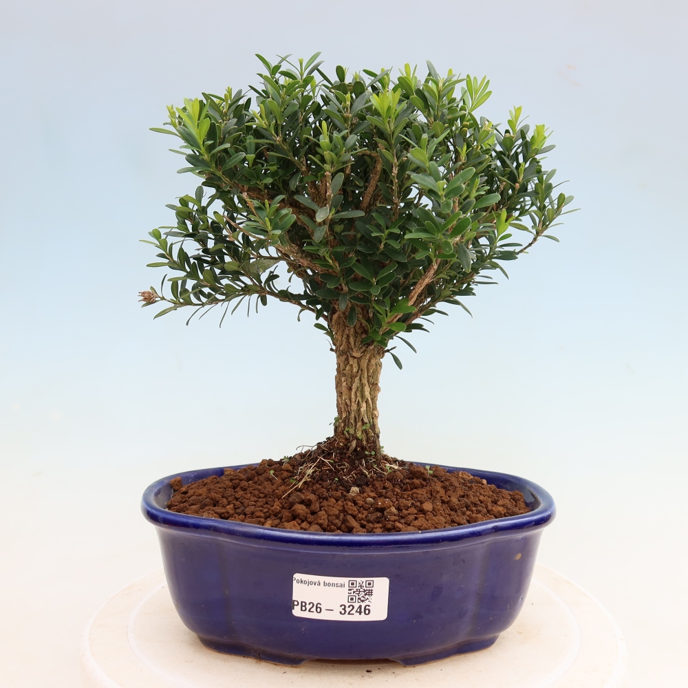 Room bonsai - Buxus harlandii - cork buxus