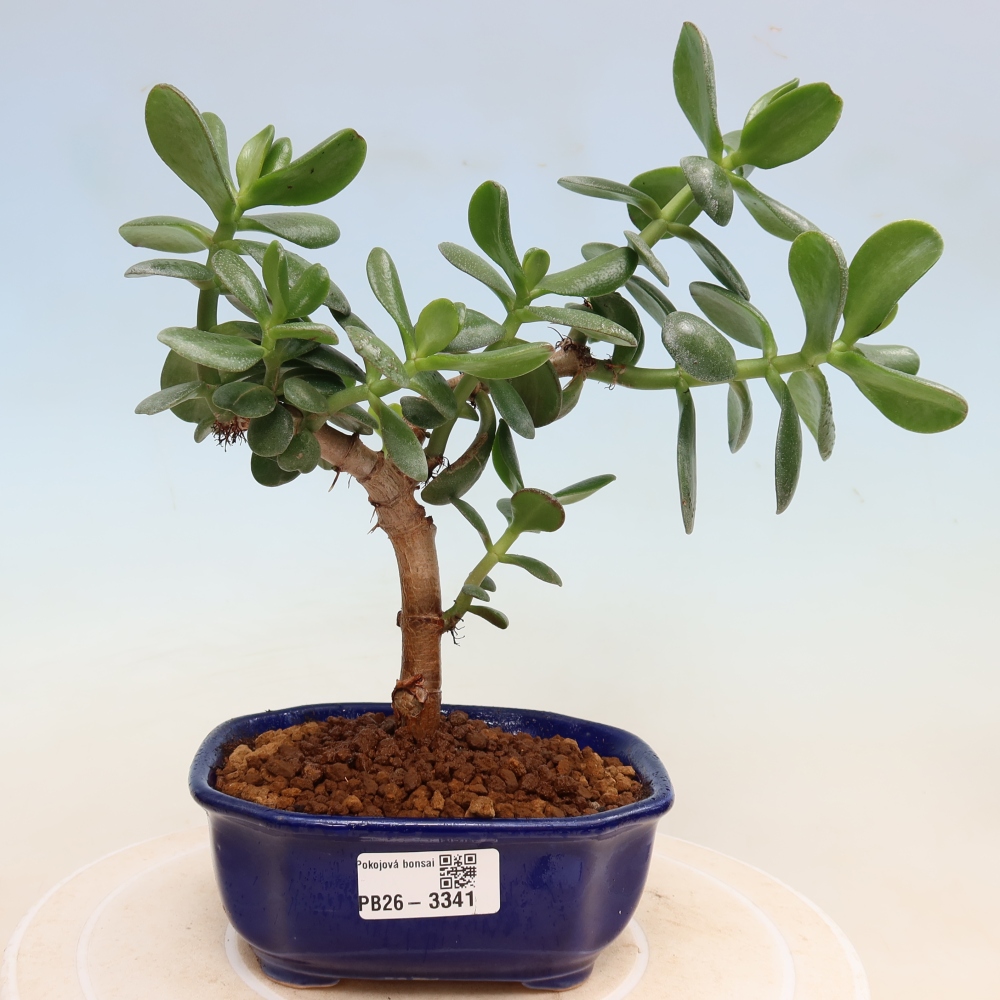 Indoor Bonsai - Jade Plant - Crassula ovata