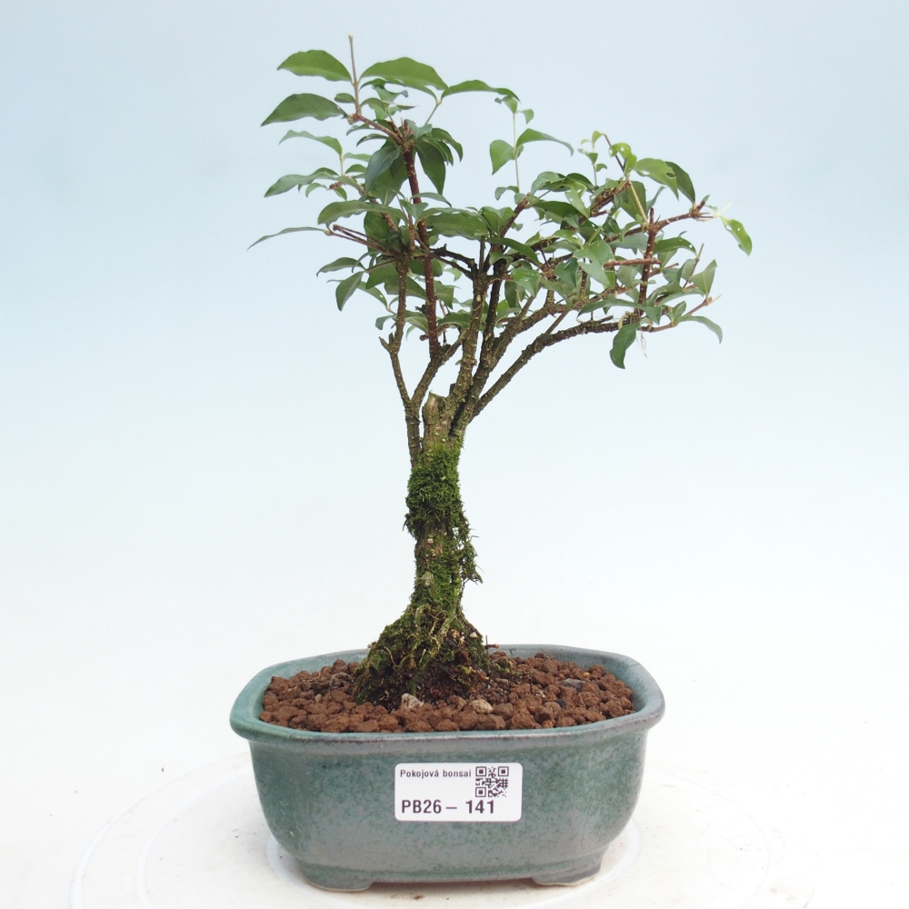Room bonsai - Malpighia coccigera- Barbdor Cherry
