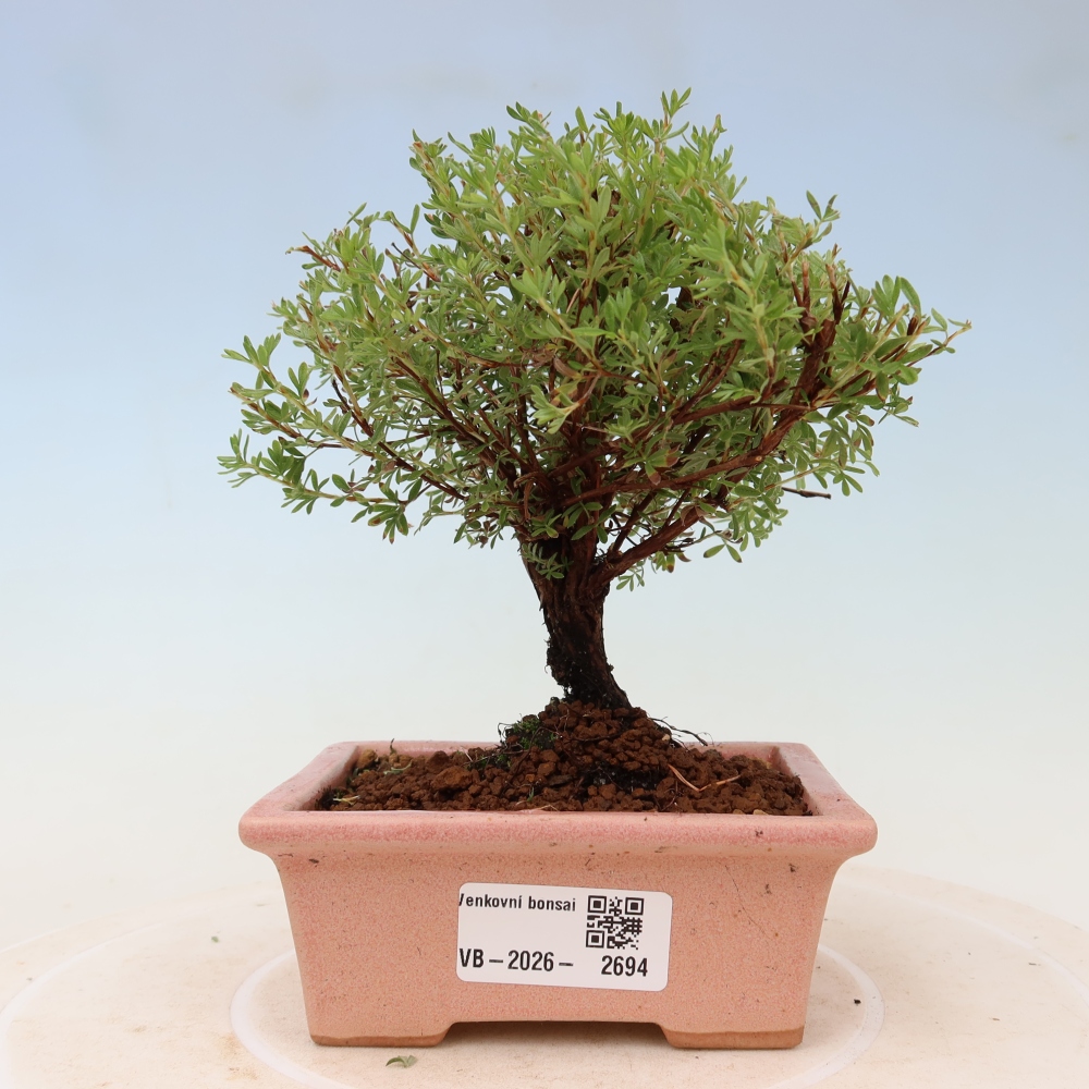 Outdoor Bonsai—Shrubby Cinquefoil (Potentilla fruticosa) 'Goldkissen'