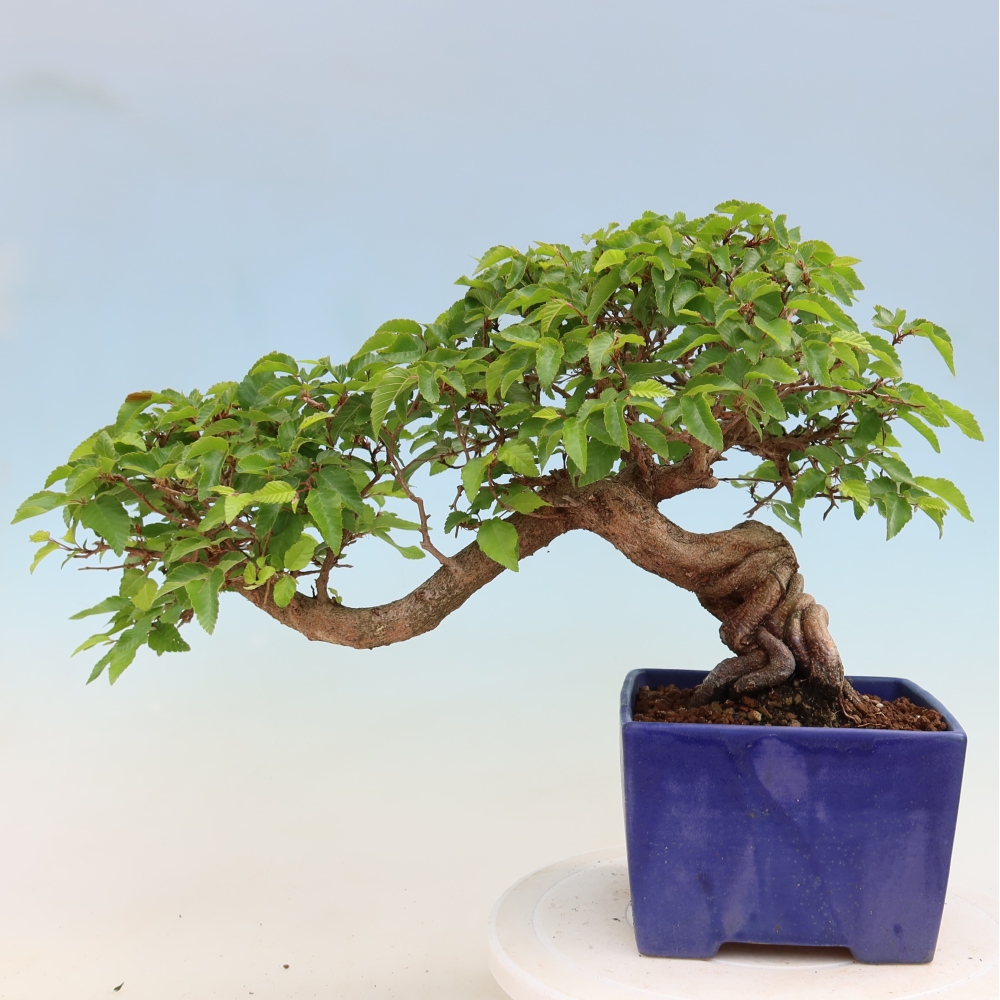 Outdoor bonsai -Carpinus coreana - Korean Hornbeam