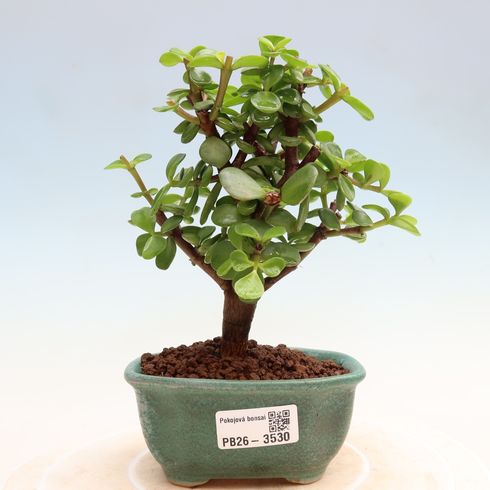 Room bonsai - Portulakaria Afra - Tlustice