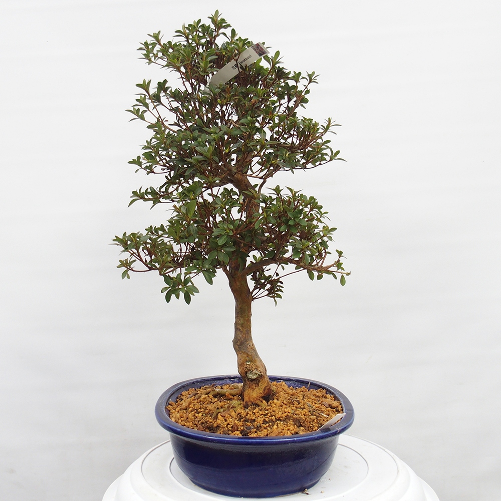Outdoor bonsai - Japanese Azalea - Azalea Hanatsuzuri