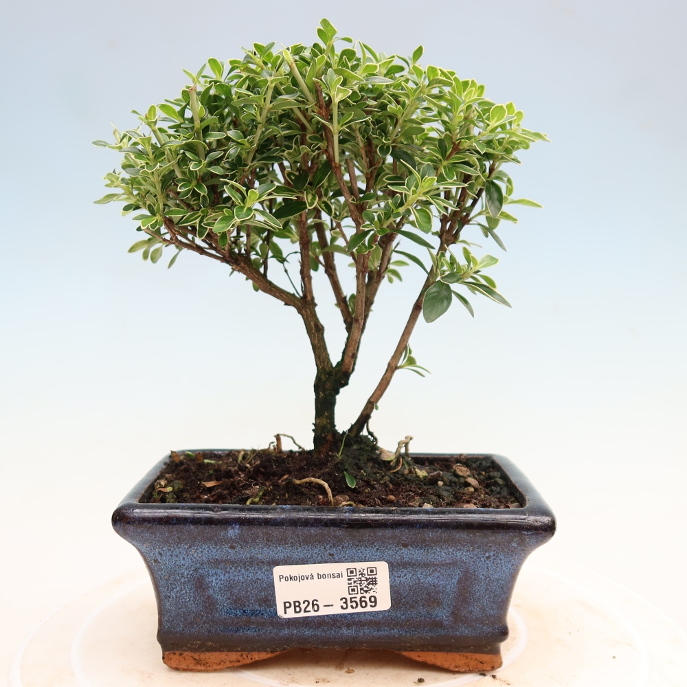 Indoor Bonsai - Serissa foetida Variegata - Tree of a Thousand Stars