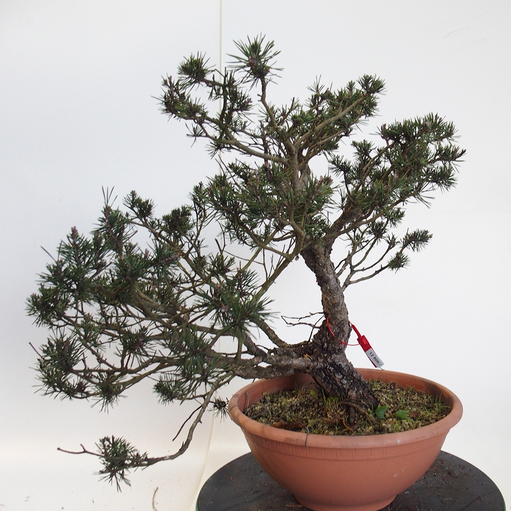 Yamadori - Pinus sylvestris Spain