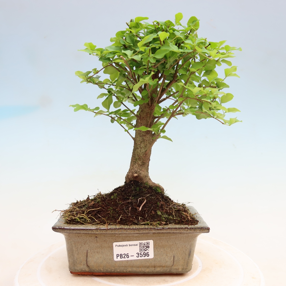 Room bonsai -Ligustrum chinensis - Birds Beak