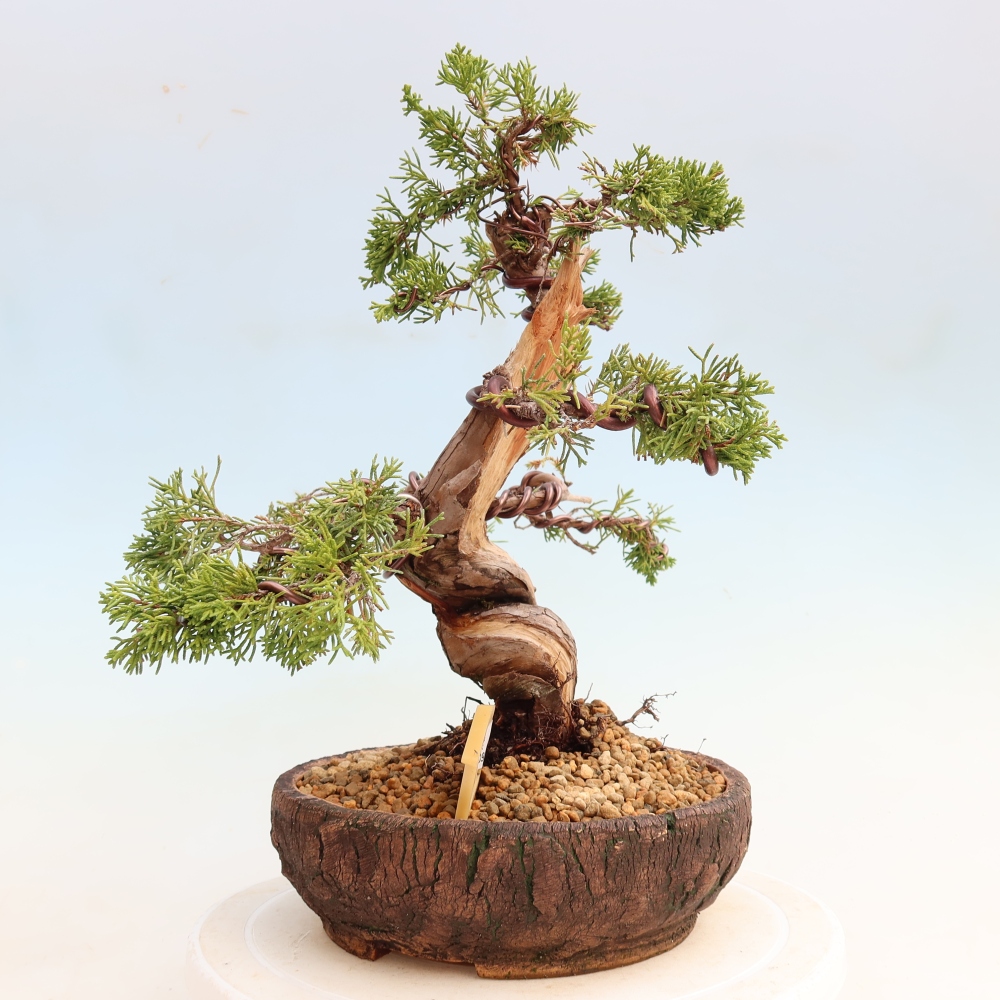 Outdoor Bonsai - Juniperus chinensis Itoigawa - Chinese Juniper