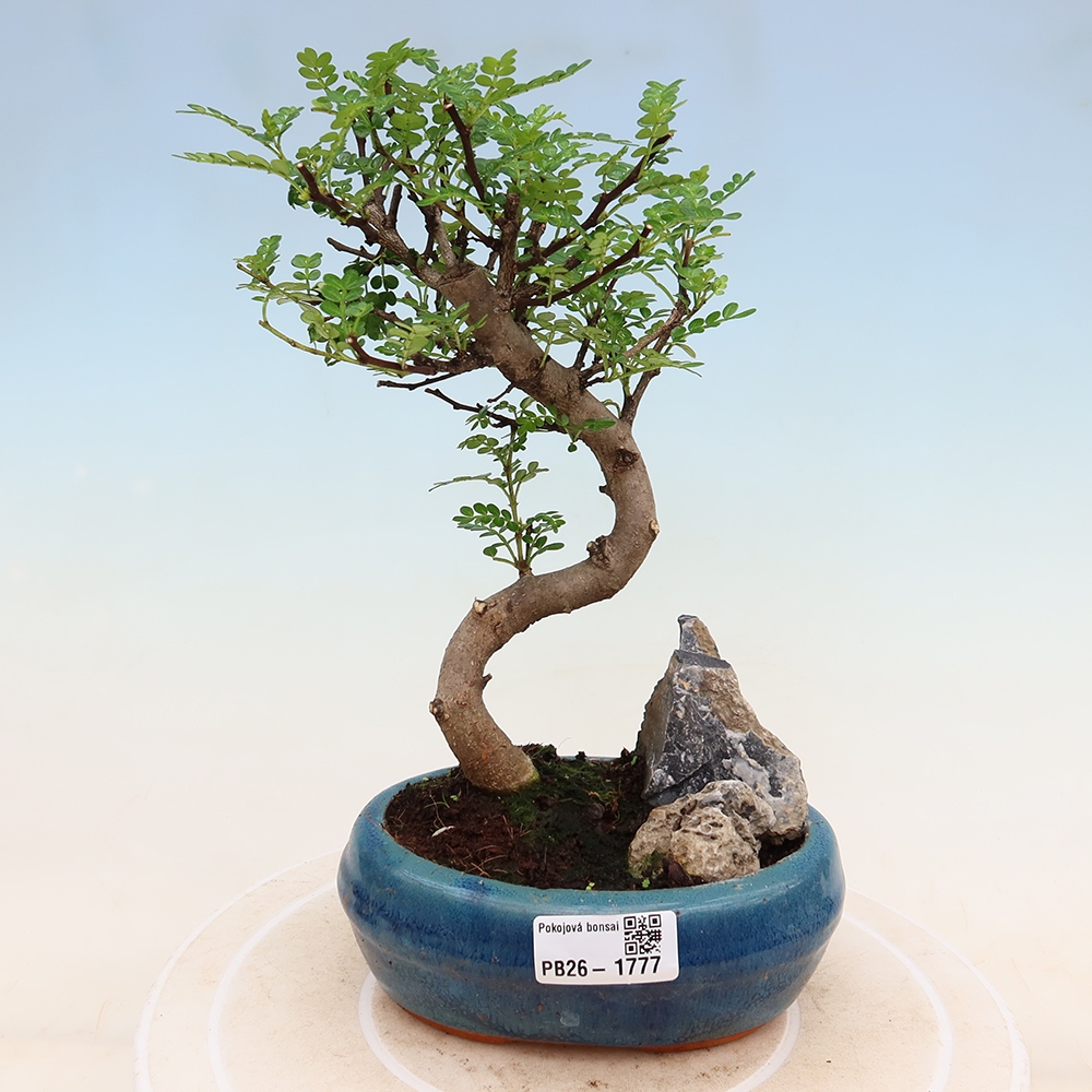Room bonsai - Zantoxylum piperitum - pepper tree