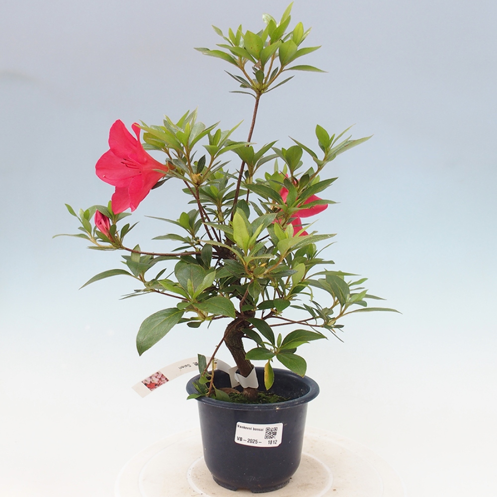 Outdoor bonsai - Japanese azalea - Azalea Saien