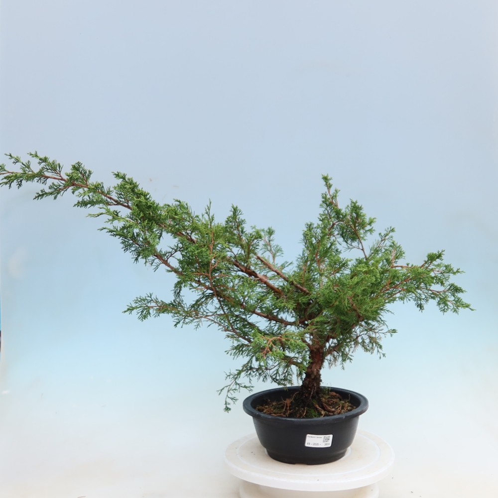 Outdoor Bonsai - Juniperus chinensis Itoigawa - Chinese Juniper