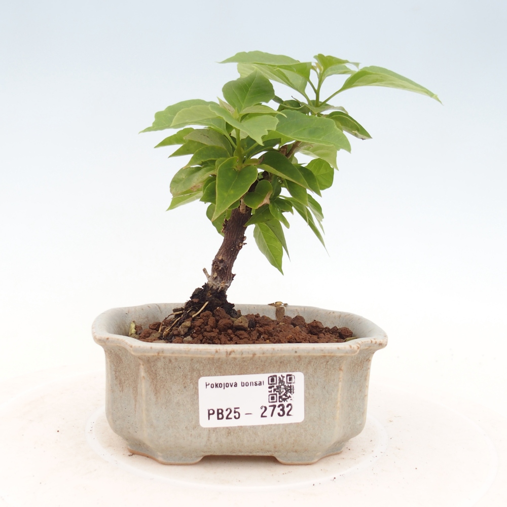 Indoor bonsai - Bouganwilea