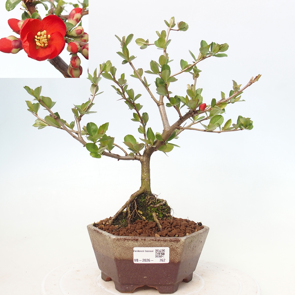 Outdoor bonsai - Chaneomeles sup. Nicoline - Quince