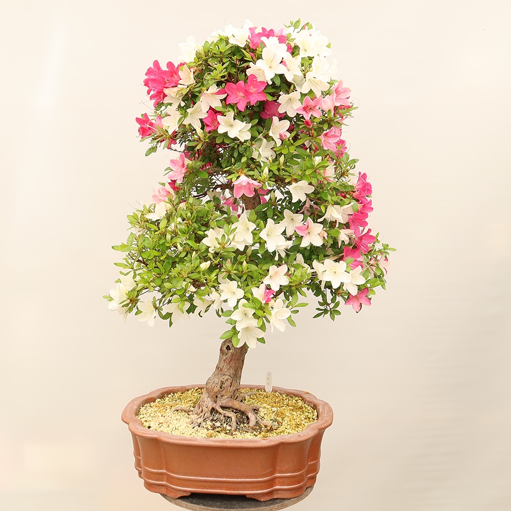 Outdoor bonsai - Japanese Azalea - Azalea Sayaka