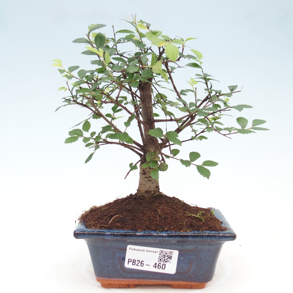 Room bonsai - Ulmus parvifolia - Small-leaved elm