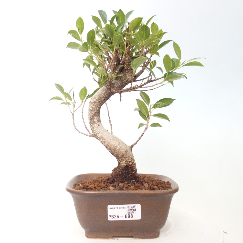 Room bonsai - Ficus retusa - small-leaved ficus