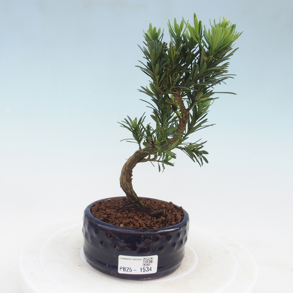 Indoor bonsai - Podocarpus - Stone thous