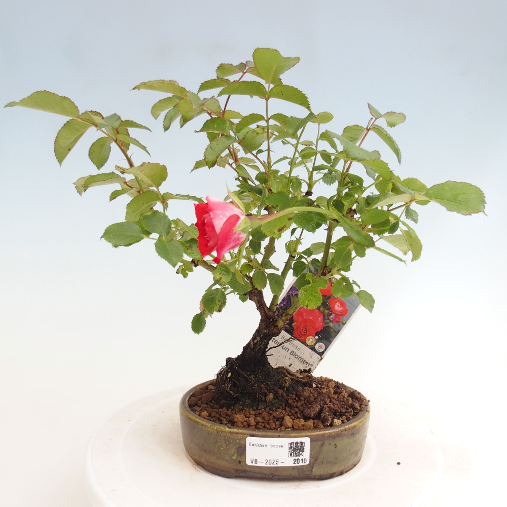 Outdoor bonsai - Rosa Kordes -  rose