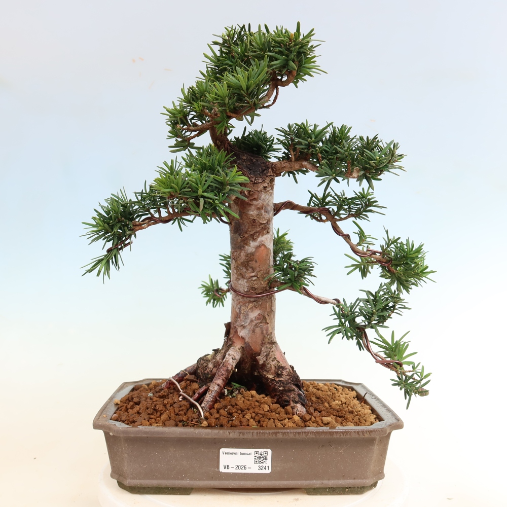 Outdoor Bonsai - Taxus cuspidata  - Japanese Yew