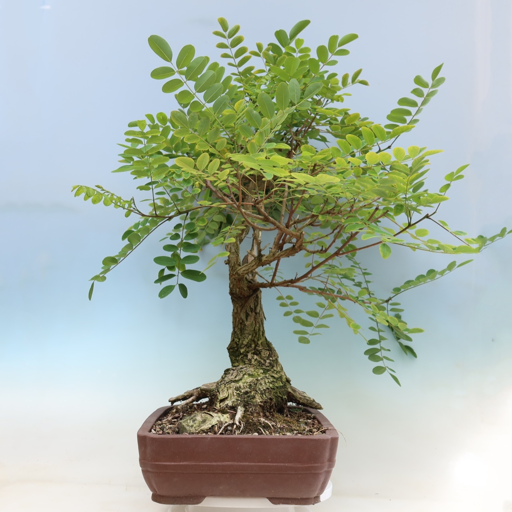 Outdoor Bonsai - Black Locust - Robinia pseudoacacia