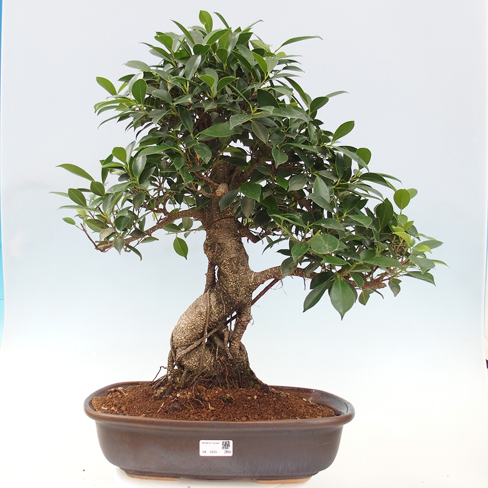 Room bonsai - Ficus kimmen - small-leaved ficus - PERSONAL COLLECTION ONLY or pallet transport